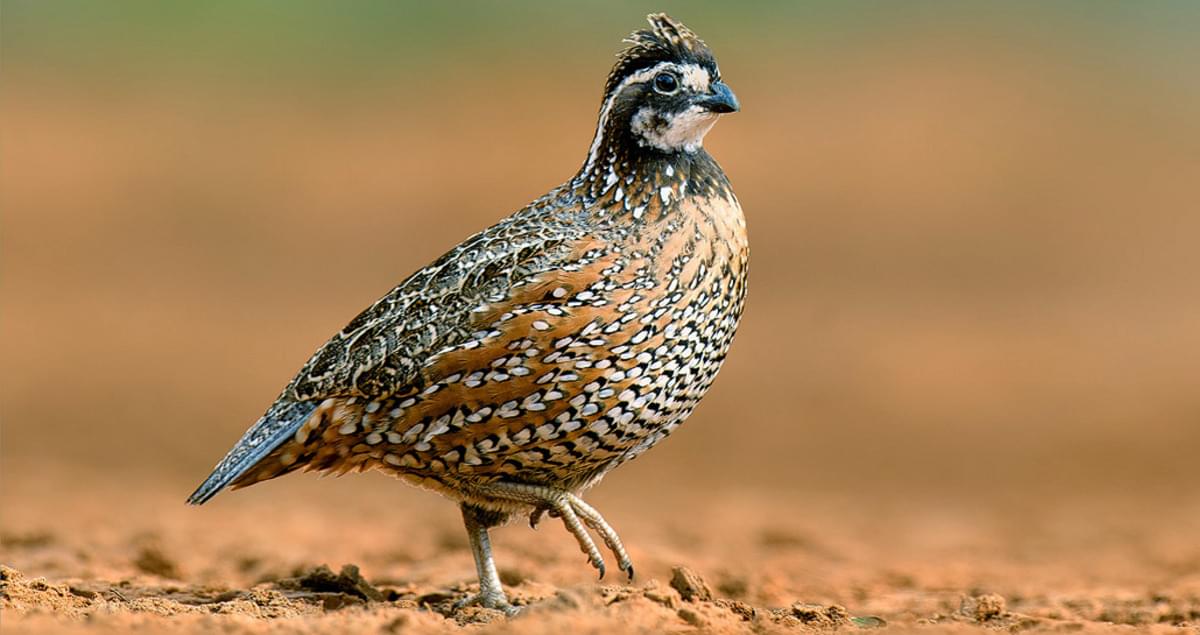 Quail