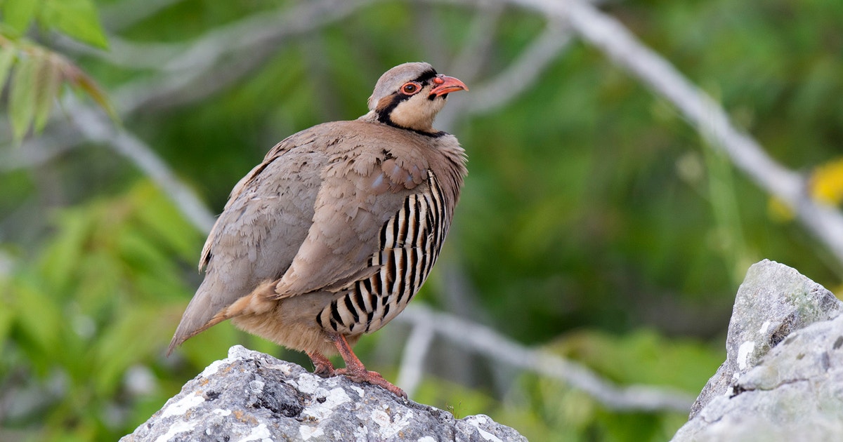 Chukar